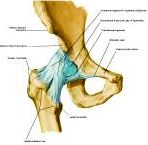 Anatomie: heup,bovenbeen,knie,onderbeen,enkel,voet,acetabulum,collum femoris,trachanter,femur,epicondyl,meniscus,kruisband,cruciate ligament,patella,knieschijf,tibia,fibula,malleolus,talus,calcaneus,tarsus,metatarsus,phalanx,falanx,quadriceps femoris,rectus femoris,sartorius,tensor fasciae latae,tractus iliotibialis,biceps femoris,gastrocnemius,semimembranosus,semitendinosus,soleus,suralis,vena saphena parva,vena saphena magna,sciatic,ischiadicus,peronea